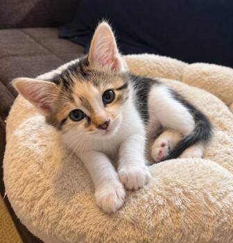 Keanu -  Domestic Short Hair Cat for Adoption in Chicago, Illinois - Keanu | PetCurious