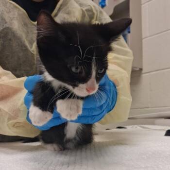 Harvest -  Domestic Short Hair Cat for Adoption in Murray, Utah - Harvest | PetCurious