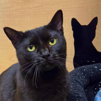 Tourmaline (Tor ma leen) "Tourmey" -  Domestic Short Hair Cat for Adoption in Syracuse, New York - Tourmaline (Tor Ma Leen) "Tourmey" | PetCurious