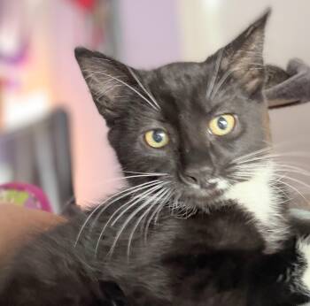 Velma -  Domestic Short Hair Cat for Adoption in Melrose, Massachusetts - Velma | PetCurious