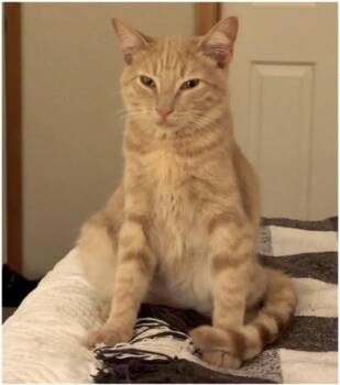 Charlie -  Domestic Short Hair Cat for Adoption in Eugene, Oregon - Charlie | PetCurious