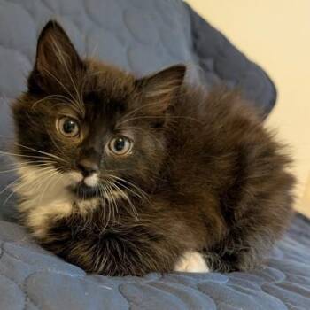 Domestic Medium Hair and Domestic Short Hair Cats Available for Adoption in Wilmington Island, Georgia - Luella | PetCurious