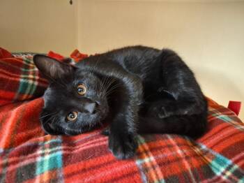 Soot Sprite -  Domestic Short Hair Cat for Adoption in Hays, Kansas - Soot Sprite | PetCurious