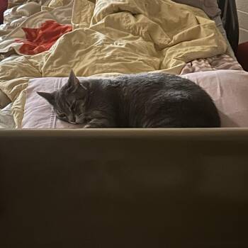 Domestic Short Hair Cats Available for Adoption in Tempe, Arizona - Raven | PetCurious