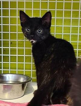 Graciliceratops -  Domestic Short Hair Cat for Adoption in Kansas City, Missouri - Graciliceratops | PetCurious