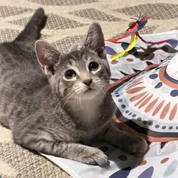 Sargeant David Gabriel -  Domestic Short Hair Cat for Adoption in Mount Laurel Township, New Jersey - Sargeant David Gabriel | PetCurious