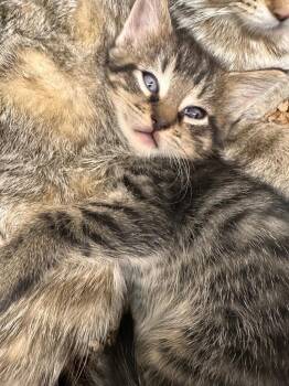 Cream Puff -  Domestic Short Hair Cat for Adoption in Plymouth, Connecticut - Cream Puff | PetCurious