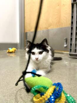 Monica -  Domestic Long Hair Cat for Adoption in Topeka, Kansas - Monica | PetCurious