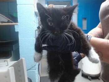 TACKROOM -  Domestic Short Hair Cat for Adoption in Albuquerque, New Mexico - TACKROOM | PetCurious