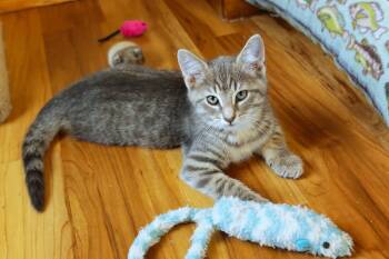 Grayson -  Domestic Short Hair Cat for Adoption in Urbana, Ohio - Grayson | PetCurious