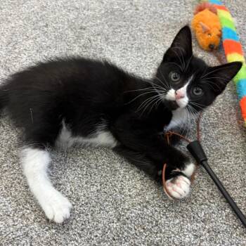 Domestic Short Hair Cats Available for Adoption in Potomac, Maryland - Yoplait | PetCurious
