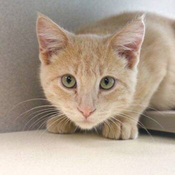 Sunny -  Domestic Short Hair Cat for Adoption in Des Moines, Iowa - Sunny | PetCurious