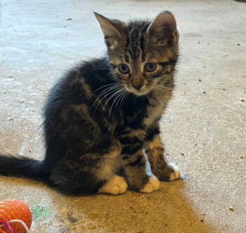 Rescue Domestic Short Hair Cats for Adoption in Camden, South Carolina - Asiago (Available For Pre-adoption) | PetCurious