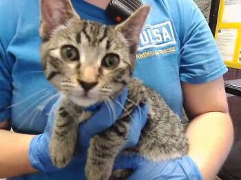 THE WEEKEND -  Domestic Short Hair Cat for Adoption in Tulsa, Oklahoma - THE WEEKEND | PetCurious