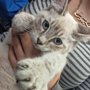 Skippy -  Domestic Short Hair Cat for Adoption in Fort Bragg, California - Skippy | PetCurious