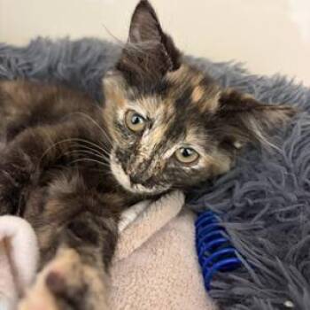 Coraline -  Domestic Short Hair Cat for Adoption in Greensboro, Georgia - Coraline | PetCurious