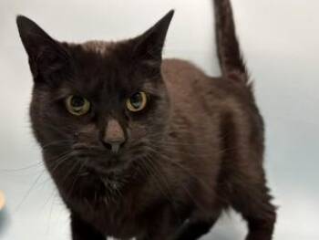 Lenny -  Domestic Short Hair Cat for Adoption in Golden Valley, Minnesota - Lenny | PetCurious