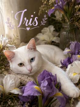Iris  -  Domestic Short Hair Cat Available for Adoption in Barton, Vermont - Iris  | PetCurious