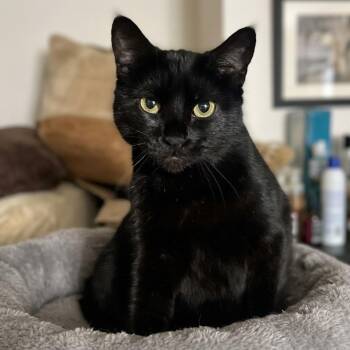 STUNNING STELLA -  Bombay Cat for Adoption in Oakwood, Georgia - STUNNING STELLA | PetCurious