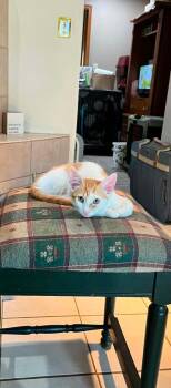 Franklin -  Domestic Short Hair Cat for Adoption in Springfield, Pennsylvania - Franklin | PetCurious