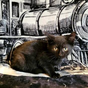 Porterhouse -  Domestic Short Hair Cat for Adoption in Kittanning, Pennsylvania - Porterhouse | PetCurious