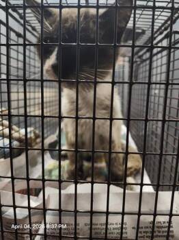 Siamese Cats Available for Adoption - HARRY | PetCurious