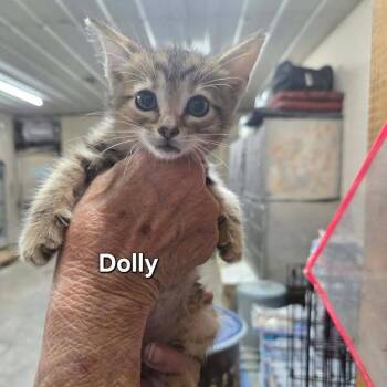 Dolly Beans -  Domestic Short Hair Cat for Adoption in Madison, Wisconsin - Dolly Beans | PetCurious
