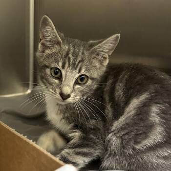 Sweet Pea -  Domestic Short Hair Cat for Adoption in Lynchburg, Virginia - Sweet Pea | PetCurious