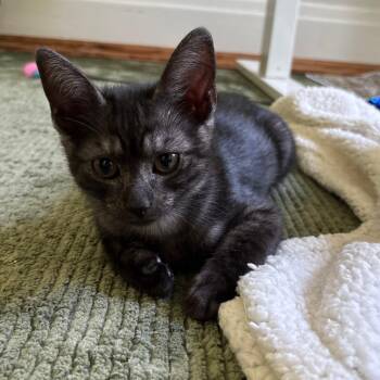 Flemish Giant -  Domestic Short Hair Cat for Adoption in Richmond, Virginia - Flemish Giant | PetCurious