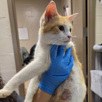 Alani -  Domestic Short Hair Cat for Adoption in Birmingham, Alabama - Alani | PetCurious