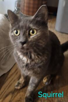 Rescue Domestic Short Hair Cats for Adoption in Greensburg, Pennsylvania - Squirrel | PetCurious