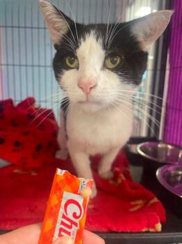 James Bond -  Domestic Short Hair Cat for Adoption in Hamilton, Ohio - James Bond | PetCurious