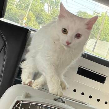 Fable -  Domestic Medium Hair Cat for Adoption in Waxhaw, North Carolina - Fable | PetCurious