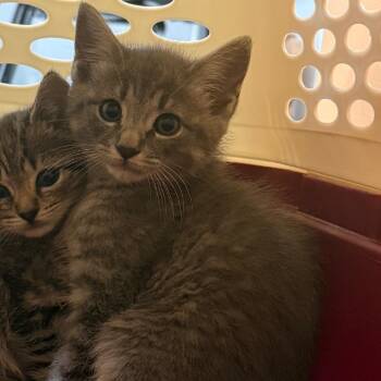 Walnut -  Domestic Short Hair Cat for Adoption in Charlottesville, Virginia - Walnut | PetCurious