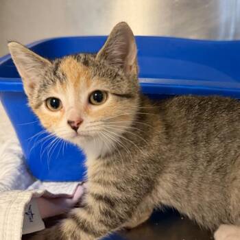Thelryssa -  Domestic Short Hair Cat for Adoption in Wappingers Falls, New York - Thelryssa | PetCurious