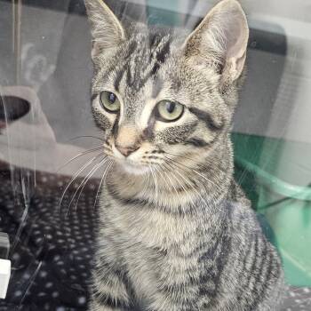 Rescue Domestic Short Hair Cats for Adoption in Evansville, Indiana - Squirrel | PetCurious