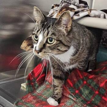 Glitch -  Domestic Short Hair Cat for Adoption in Schenectady, New York - Glitch | PetCurious