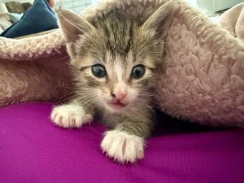 Ember -  Domestic Short Hair Cat Available for Adoption in Darien, Georgia - Ember | PetCurious
