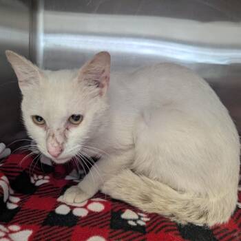 Costello -  Domestic Short Hair Cat for Adoption in Indianapolis, Indiana - Costello | PetCurious