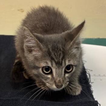 Sonic -  Domestic Short Hair Cat for Adoption in Pasadena, California - Sonic | PetCurious