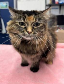 SERAPHINA -  Domestic Long Hair Cat for Adoption in Peoria, Illinois - SERAPHINA | PetCurious