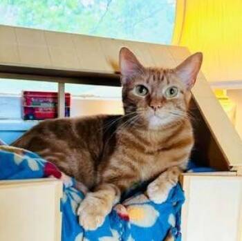 Cota and Laguna -  Domestic Short Hair Cat for Adoption in Lenexa, Kansas - Cota And Laguna | PetCurious