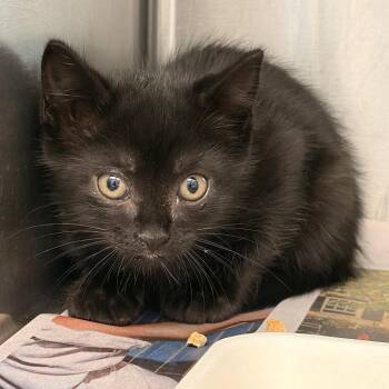 Roo -  Domestic Short Hair Cat for Adoption in Marshall, Texas - Roo | PetCurious