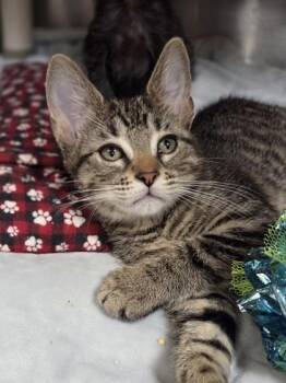 Chobani -  Domestic Short Hair Cat for Adoption in Westland, Michigan - Chobani | PetCurious
