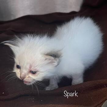 Spark -  Domestic Short Hair Cat for Adoption in Madisonville, Tennessee - Spark | PetCurious