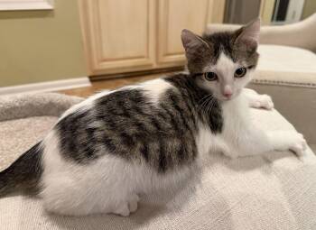 Domestic Short Hair Cats Available for Adoption - Pan | PetCurious