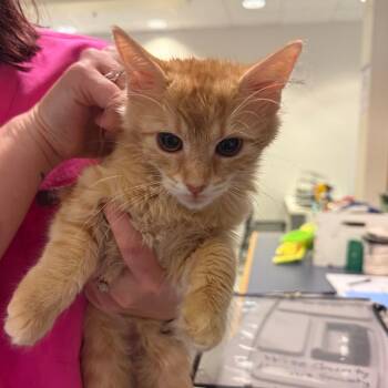 Daisy -  Domestic Medium Hair Cat for Adoption in Charlottesville, Virginia - Daisy | PetCurious