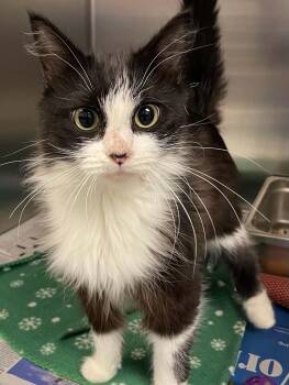 Dominique -  Domestic Long Hair Cat for Adoption in Covington, Virginia - Dominique | PetCurious