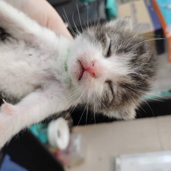 Rescue Domestic Short Hair Cats for Adoption in Troy, Virginia - Skywalker | PetCurious