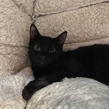 Rascal -  Domestic Short Hair Cat for Adoption in Sarasota, Florida - Rascal | PetCurious